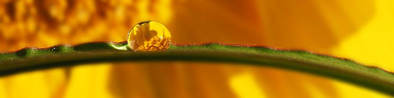 Wassertropfen auf einem Grashalm vor einer Sonneblume (Ausschnitt)