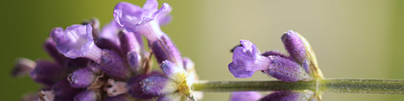 liegende Lavendelblüte