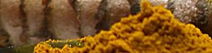 Curcuma Wurzel und Pulver