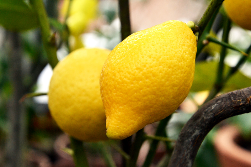 Zwei Zitronen am Baum