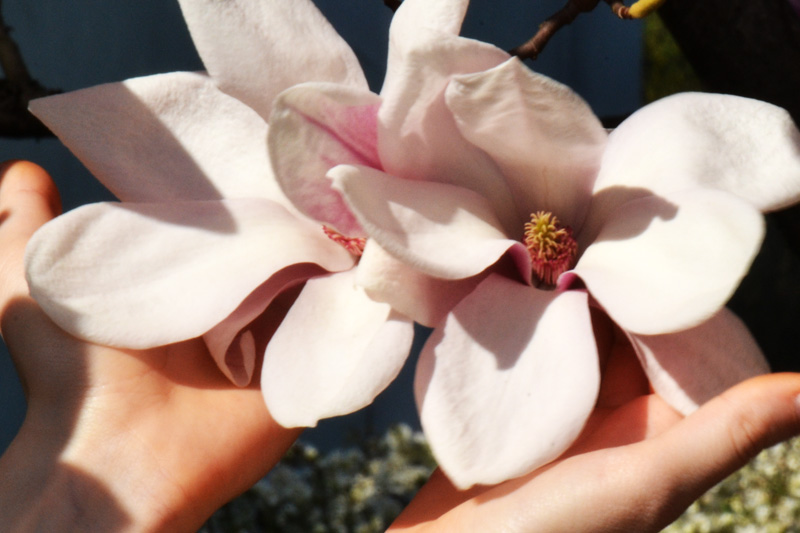 Zwei Magnolienblüten in Händen