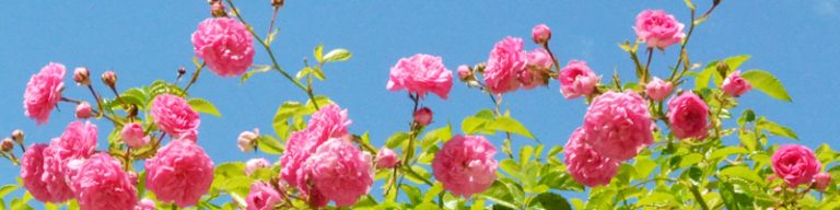 Rosa Rosen vor blauem Himmel