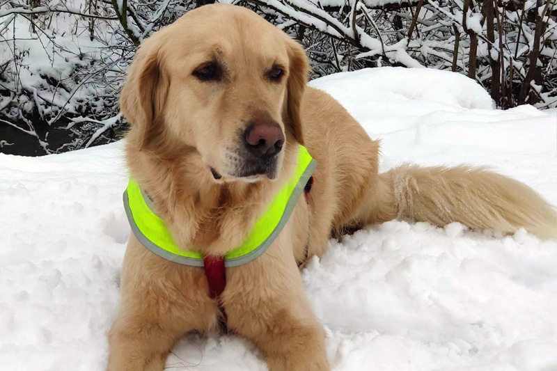 Sultan liegt im Schnee