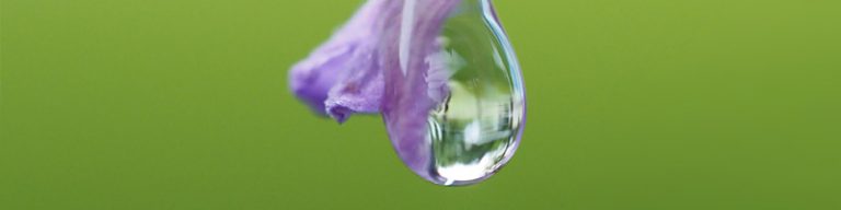 Wassertopfen auf Lavendelblüte (Detail)
