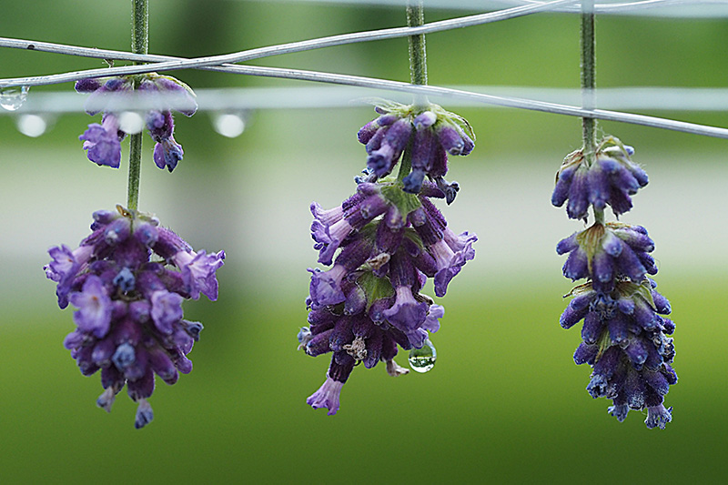 Drei Lavendelblüten kopfüber