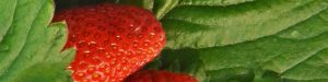 Erdbeere und Werdbeerblätter