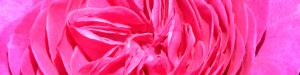Ausschnitt Rose, pink