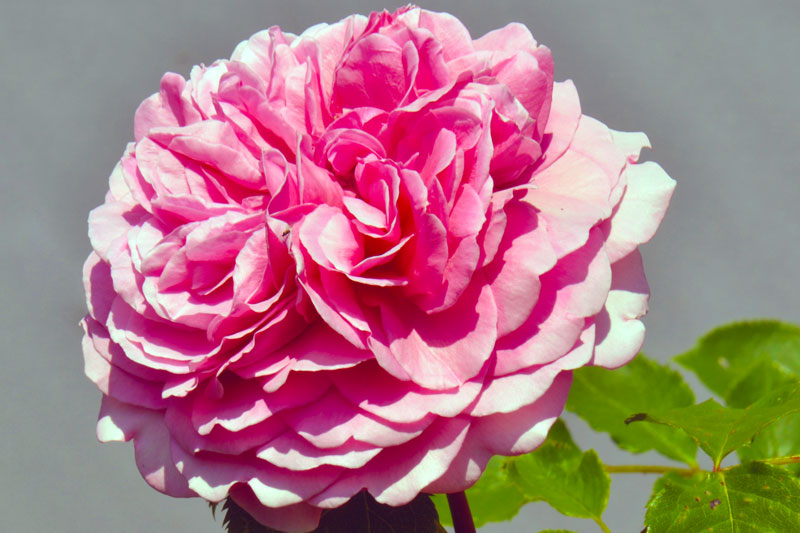 üppige rosa Rosenblüte