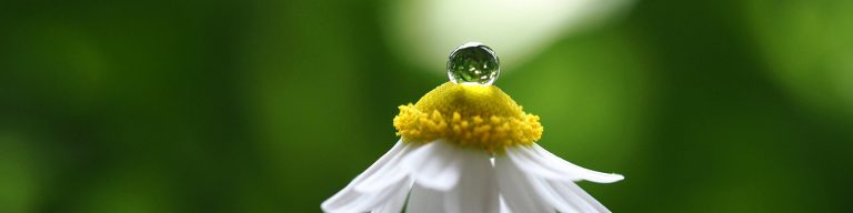 Wassertropfen auf Kamillenblüte