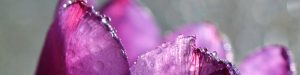 Oberen Spitzen einer violetten Tulpenblüte