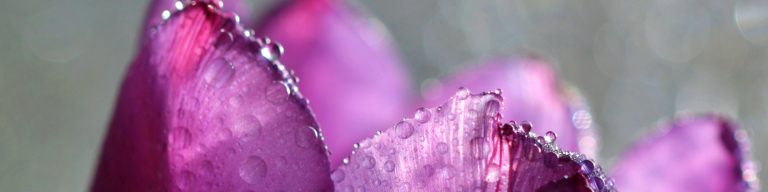Oberen Spitzen einer violetten Tulpenblüte